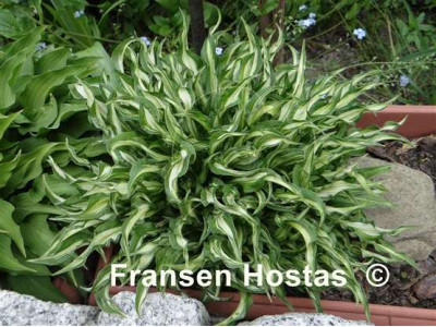 Hosta 